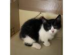 Adopt Wasabi a Domestic Shorthair / Mixed cat in Cornwall, ON (39098316)