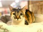 Adopt Maggie May a Calico or Dilute Calico Domestic Shorthair (short coat) cat