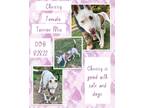 Adopt Chrissy a White American Pit Bull Terrier / Mixed dog in Caldwell