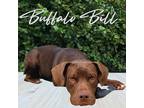 Adopt Buffalo Bill a Brown/Chocolate American Pit Bull Terrier / Mixed dog in