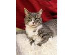 Adopt Greta a Gray or Blue (Mostly) Domestic Shorthair (short coat) cat in Tega