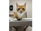 Adopt Poe a Orange or Red Domestic Shorthair / Domestic Shorthair / Mixed cat in