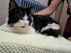 Adopt Clippy a All Black Domestic Mediumhair / Domestic Shorthair / Mixed cat in