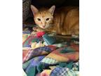 Adopt Spencer (bonded w/Simon) a Orange or Red Domestic Shorthair / Domestic