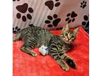 Adopt Tucker a Gray, Blue or Silver Tabby Domestic Shorthair (medium coat) cat