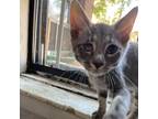 Adopt Baby Spice a Gray or Blue Domestic Shorthair / Mixed cat in New York