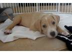 Adopt Harlowe a White - with Tan, Yellow or Fawn Goldendoodle / American