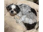 Adopt Libby a Black - with White Shih Tzu / Mixed dog in Marietta, GA (39097921)