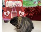 Adopt Mitch a Guinea Pig small animal in Abbotsford, BC (39091957)