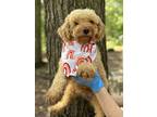 Adopt Nosh a Brown/Chocolate Cockapoo dog in WAYNE, NJ (39084280)