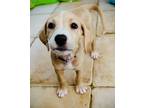 Adopt Monroe a White - with Tan, Yellow or Fawn Goldendoodle / American