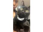 Adopt Milo a Black (Mostly) American Shorthair / Mixed cat in Laplace