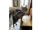 Adopt Noey a Brown Tabby Tabby (short coat) cat in New Haven, CT (39097786)