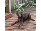 Adopt Gertie a Brown/Chocolate Labrador Retriever / Beagle dog in Brooklyn