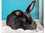 Adopt Blackberry a Black Other/Unknown / Mixed rabbit in Virginia Beach