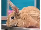 Adopt Caramel a Tan Other/Unknown / Mixed rabbit in Virginia Beach
