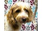 Adopt Doug a Red/Golden/Orange/Chestnut - with White Goldendoodle / Mixed dog in
