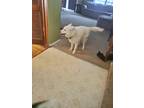 Adopt Juno a White Husky / Great Pyrenees / Mixed dog in Laurel, MD (39097851)