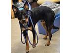 Adopt Ranger a Black Australian Cattle Dog / Rottweiler / Mixed dog in Kokomo
