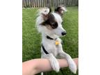 Adopt Pepe a Black - with White Papillon / Terrier (Unknown Type