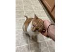 Adopt Fanta a Orange or Red Domestic Shorthair / Mixed (medium coat) cat in