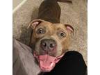 Adopt Hades a Brindle American Pit Bull Terrier / Mixed dog in Willis