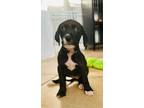 Adopt Bess a Black - with White Goldendoodle / American Staffordshire Terrier /