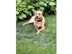 Adopt Diesel a Brindle American Pit Bull Terrier / Mutt / Mixed dog in Cortland