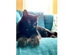 Adopt Cleo a Black (Mostly) American Shorthair / Mixed (short coat) cat in