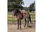 Adopt Spice a Grullo Quarterhorse / Mixed horse in Dallas, TX (39095135)