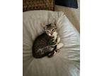 Adopt Bartock a Brown Tabby American Shorthair / Mixed (short coat) cat in San