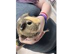 Adopt Cookie a Silver or Gray Guinea Pig / Mixed small animal in Burton