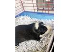 Adopt Oreo a Black Guinea Pig / Mixed small animal in Burton, MI (39097612)