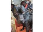 Adopt Maverick a Black Mutt / Mixed dog in Davenport, FL (39097526)