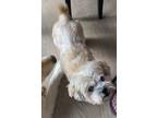 Adopt “Rusty” a Tan/Yellow/Fawn Lhasa Apso / Mixed dog in Oxford