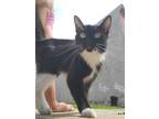 Adopt Cat a Black & White or Tuxedo American Shorthair / Mixed (long coat) cat