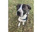 Adopt Ace a Black American Pit Bull Terrier / Mixed dog in Knoxville