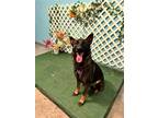 Adopt CHANEL a Black - with Tan, Yellow or Fawn Belgian Malinois / Mixed dog in