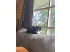 Adopt Charlie a Black & White or Tuxedo American Shorthair (short coat) cat in