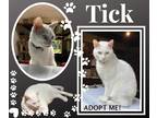 Adopt Tick a White Domestic Shorthair (short coat) cat in Paris, IL (39097032)