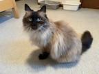 Adopt Cocoa Puff a Tan or Fawn (Mostly) Ragdoll / Mixed (long coat) cat in