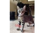 Adopt Miley a Brown Tabby Domestic Shorthair (short coat) cat in San Ramon