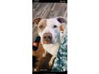 Adopt Dior a White - with Brown or Chocolate Bull Terrier / Mixed dog in