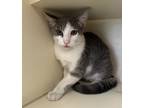 Adopt Ranger a White British Shorthair / Domestic Shorthair / Mixed cat in New