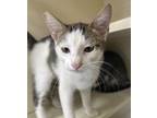 Adopt Voodoo a White British Shorthair / Domestic Shorthair / Mixed cat in New