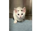 Adopt Sparkler a Domestic Shorthair / Mixed (short coat) cat in Jonesboro
