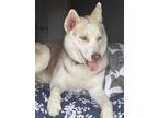 Adopt Prada a Brown/Chocolate - with White Husky / Husky / Mixed dog in Astoria