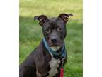 Adopt Branch a Black American Pit Bull Terrier / Mixed dog in Worcester