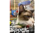 Adopt Spock a Snowshoe / Mixed (short coat) cat in Douglasville, GA (39081568)