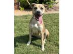 Adopt Persia a Tan/Yellow/Fawn - with Black Black Mouth Cur / Mixed dog in